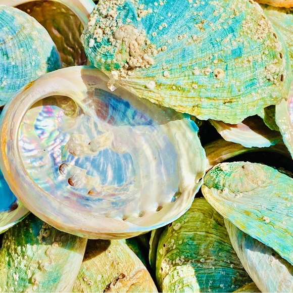 10 Small pcs Abalone Shell Australia SeaShell Rainbow Green Red Pearl Polished - Picture 3 of 7